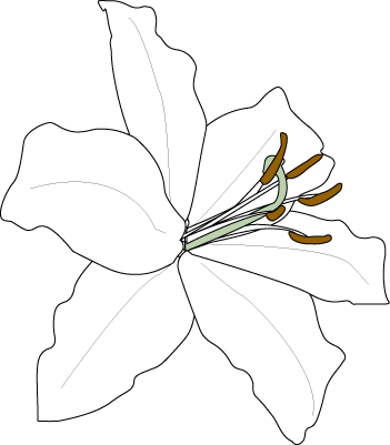 Christy-Mu-white-lily